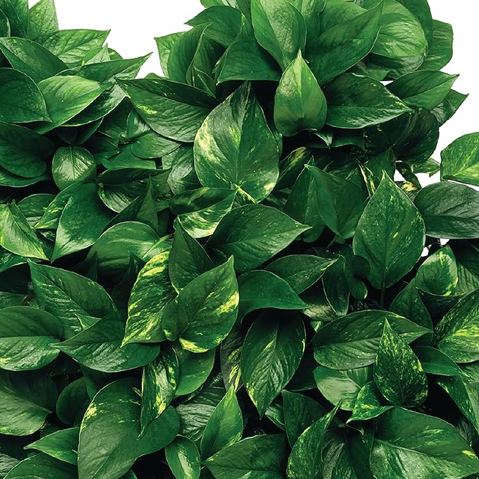 Jobe's Plant Food Fertilizer Spikes, Easy Plant Care for All Indoor Flower and Foliage Houseplants, 50 Count