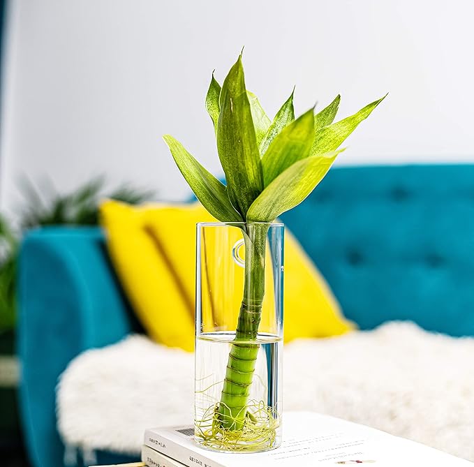 2 Pack Wall Hanging Planters Glass Terrariums - Cylindrical Plants Holders Air Plants Succulents Planters Flowers Glass Wall Vase Containers for Decor Indoor Garden
