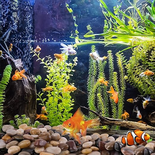 5lbs Black Pebbles for Indoor Plants, 1-2Inch Natural River Rocks for Aquarium, High Polished Decorative Stones for Vase Filler Fish Tank Landscaping Garden