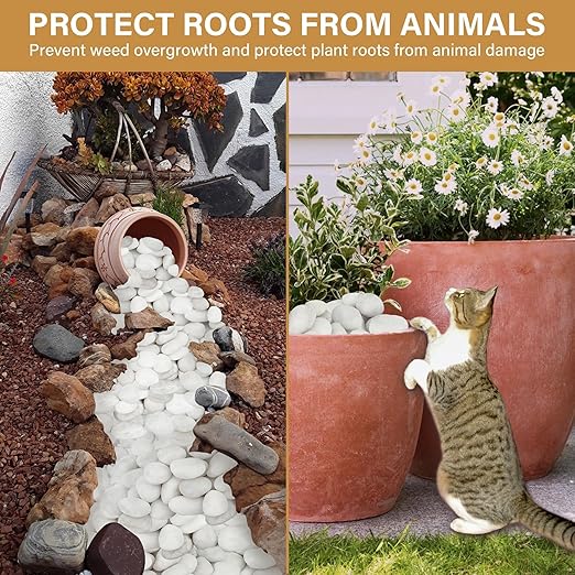 NUPICK 3lb White River Rocks for Plants Indoor, 2-3Inch White Pebbles for Vases Fillers, Decorative Gravel for Fish Tank, Natural Polished Stones for Succulent, Bonsai, Landscaping, Bird Baths