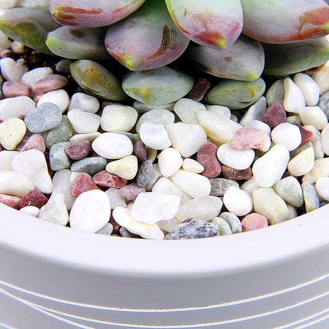 Decorative Pebbles for Plants and Vases - White Rocks with Red, Green, and Blue Pastel Accents - 2.5 lbs Natural Stone Top Dressing for Potted Plants and Succulents - 1/5" to 3/8" Size (5-10 mm)