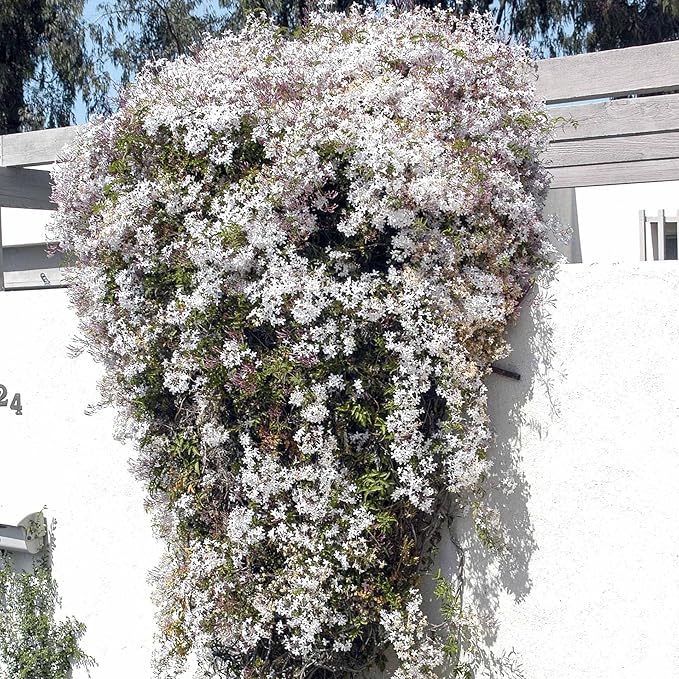 Pink Jasmine Vine - Jasminum Polyanthum - Fragrant & Blooming, Perfect for Indoor/Outdoor Decor (2 Pink jas Cups)