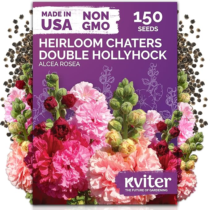 KVITER 150 Chaters Hollyhock Seeds for Planting (Alcea rosea) - Heirloom | Tall Blooms | Pollinator Magnet - Double Hollyhocks Flower Seeds to Plant Outside in Garden, Cottage Borders, Containers