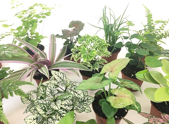Mini Terrarium Plants (2 Plants) Fairy Garden Plants (Assorted Varieties) (2" Pots)