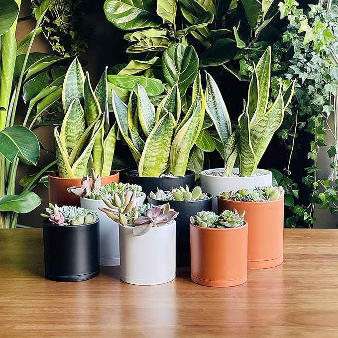 D'vine Dev 4 Inch 5 Inch 6 Inch, Set of 3 Plastic Planter Pots for Plants with Drainage Hole and Seamless Saucers, Black Color, Small, 74-V-B-1